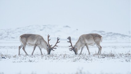 Obraz premium Majestic caribou with frost covered antlers grazing on frozen tundra under a pale sky