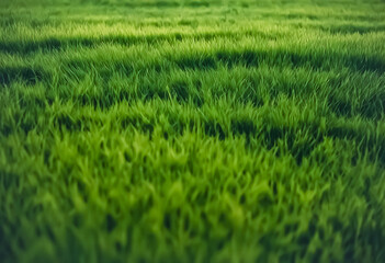 green rice field