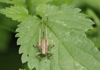 Gewöhnliche Strauchschrecke (Pholidoptera griseoaptera)