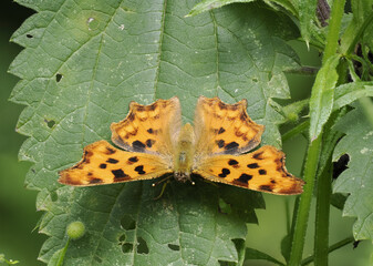 C-Falter (Polygonia c-album)