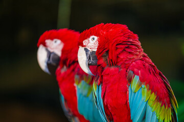 2 Red Parrots Together Close Up