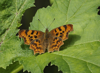 C-Falter (Polygonia c-album)