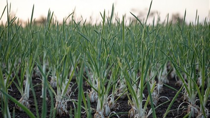 Fototapeta premium Fresh scallions with thin green stems and white bulbs gently swaying in the evening breeze