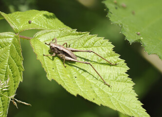 Gewöhnliche Strauchschrecke (Pholidoptera griseoaptera)