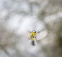 Blaumeise (Cyanistes caeruleu)