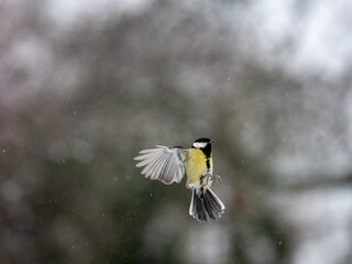 Kohlmeise (Parus major) im Flug