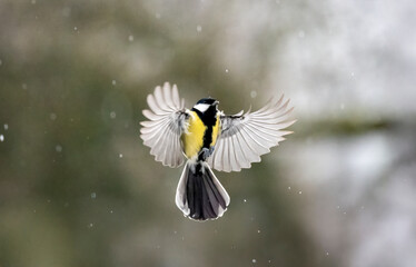 Kohlmeise (Parus major) im Flug
