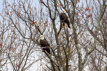 bald eagle on tree