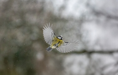 . Blaumeise (Cyanistes caeruleu)