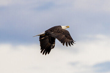 american bald eagle