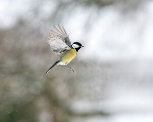 Kohlmeise (Parus major) im Flug