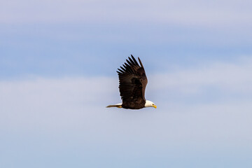 Obraz premium eagle in flight