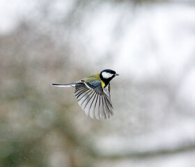 Kohlmeise (Parus major) im Flug