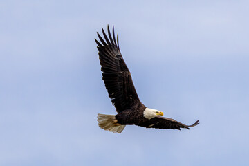 bald eagle in flight