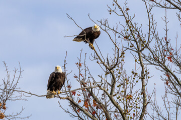 bald eagle in the sky