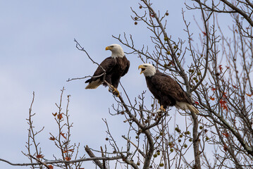 american bald eagle in flight