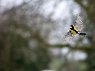 Kohlmeise (Parus major) im Flug
