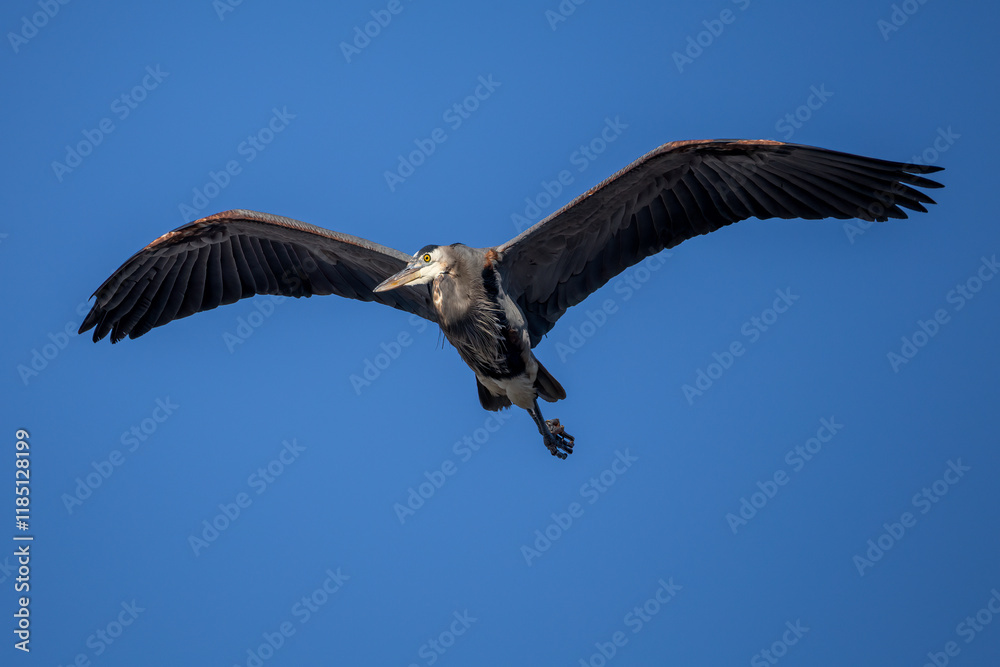 Wall mural heron in flight