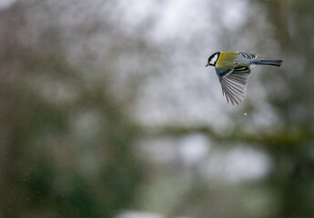 Kohlmeise (Parus major) im Flug