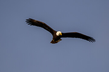 bald eagle in flight