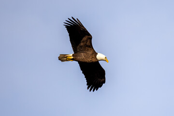 bald eagle in flight
