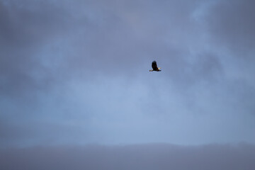 eagle flying in the sky