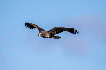 eagle in flight