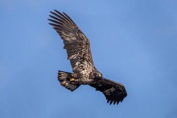 Obraz premium american eagle in flight