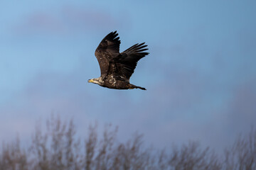 Obraz premium eagle in flight