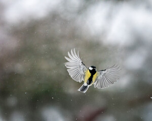 Kohlmeise (Parus major) im Flug