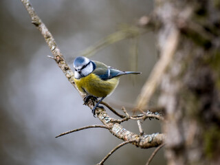 Blaumeise (Cyanistes caeruleu)