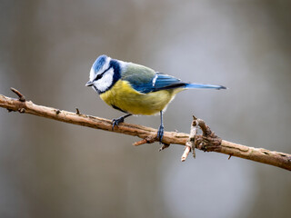 Blaumeise (Cyanistes caeruleu)