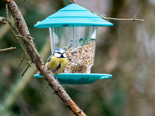 Blaumeise (Cyanistes caeruleu)
