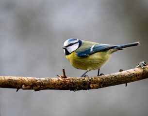Blaumeise (Cyanistes caeruleu)