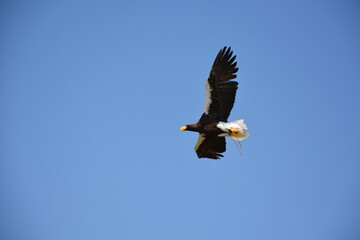 Steller’s Sea-eagle flying in the blue sky, flying black eagle