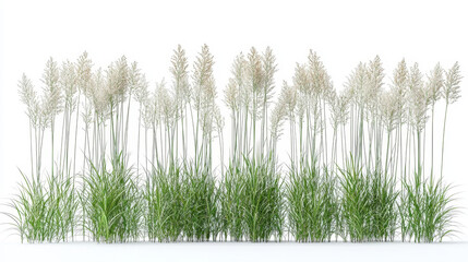 Fototapeta premium Ornamental grasses with tall, fluffy seed heads.