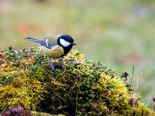 Kohlmeise (Parus major)
