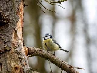 Blaumeise (Cyanistes caeruleu)
