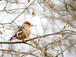 Kernbeißer (Coccothraustes coccothraustes)
