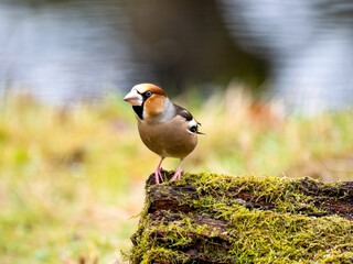 Kernbeißer (Coccothraustes coccothraustes)