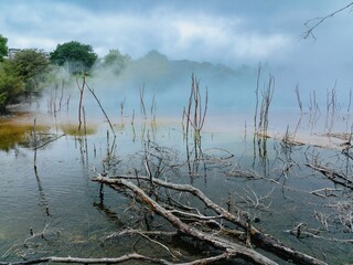Steam rises from a geothermal pool, showcasing dead branches in the still water. Nature's beauty in a unique landscape. KUIRAU LAKE, ROTORUA, BAY OF PLENTY, NEW ZEALAND