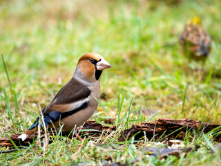 Kernbeißer (Coccothraustes coccothraustes)