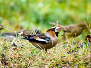 Kernbeißer (Coccothraustes coccothraustes)
