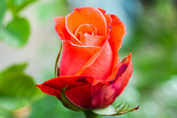 Young scarlet rose closeup with blurred background in the garden.