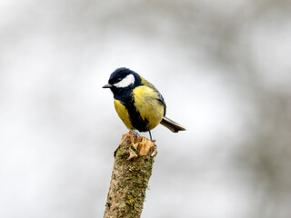 Obraz premium Kohlmeise (Parus major)