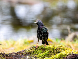 Star (Sturnus vulgaris)