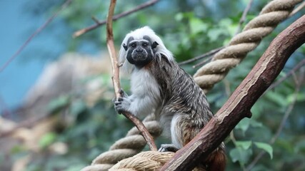 cotton top tamarin dwarf monkey ape video selective focus background blur