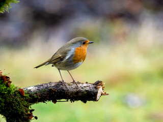Rotkehlchen (Erithacus rubecula)