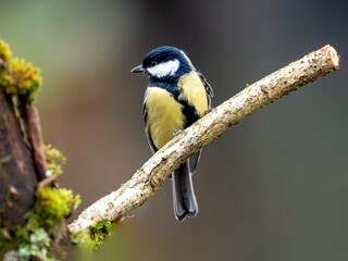 Blaumeise (Cyanistes caeruleu)