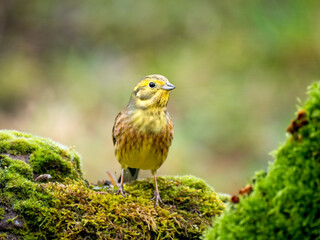 Goldammer (Emberiza citrinella)
